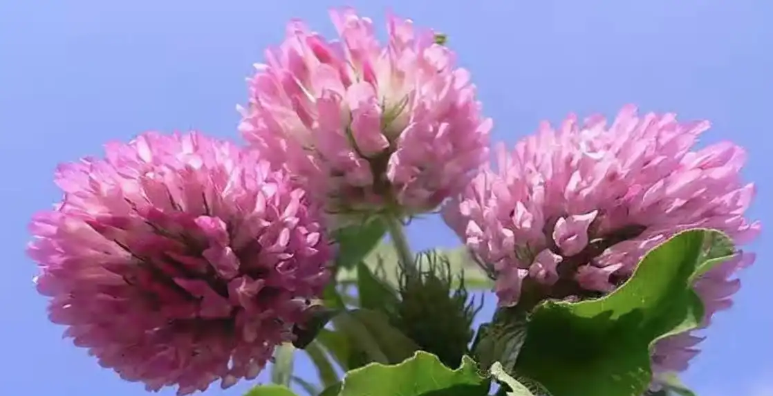 Red Clover Flower Extract Powder.jpg Red Clover Flower Extract Powder.jpg